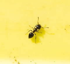 Crematogaster coarctata