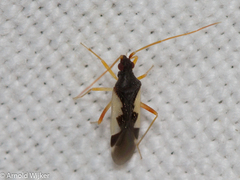 Hallodapus suturalis