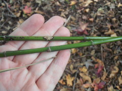 Dianella bambusifolia