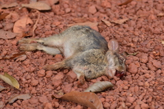 Sylvilagus brasiliensis