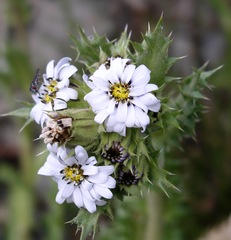 Perezia multiflora multiflora