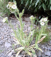 Perezia multiflora multiflora