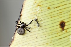 Stiphropus