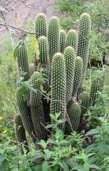 Trichocereus tunariensis