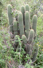 Trichocereus tunariensis