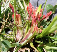 Castilleja pumila