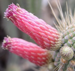 Cleistocactus parviflorus