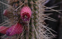 Cleistocactus parviflorus