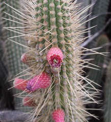 Cleistocactus parviflorus