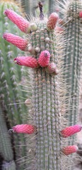 Cleistocactus parviflorus