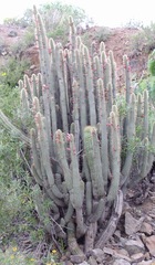 Cleistocactus parviflorus