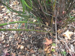 Dianella bambusifolia