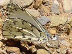 Hesperocharis anguitia