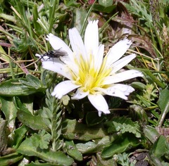 Hypochaeris taraxacoides