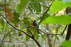 Galbula cyanicollis