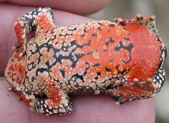 Melanophryniscus rubriventris