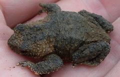 Melanophryniscus rubriventris