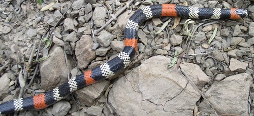Photo of a Bolivian Coral Snake (serranus) (Micrurus serranus)