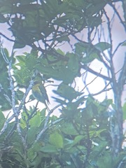 Loxops caeruleirostris