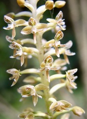 Cranichis ciliata