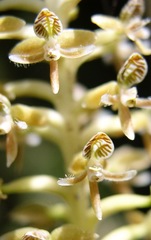 Cranichis ciliata