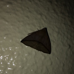 Ugia purpurea