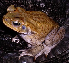 Rhinella poeppigii