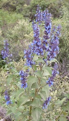 Salvia stachydifolia