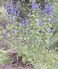 Salvia stachydifolia
