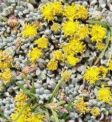Senecio moqueguensis