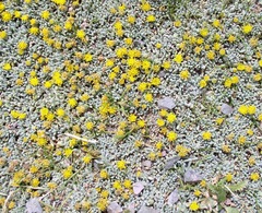 Senecio moqueguensis
