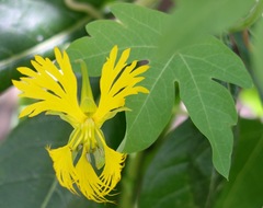 Tropaeolum seemannii