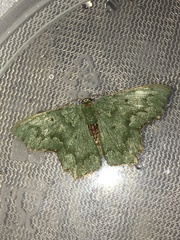 Episothalma robustaria