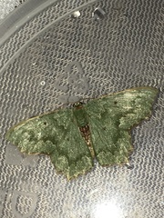 Episothalma robustaria