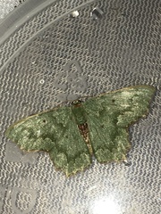 Episothalma robustaria