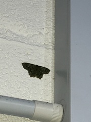 Episothalma robustaria