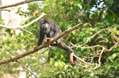Alouatta belzebul