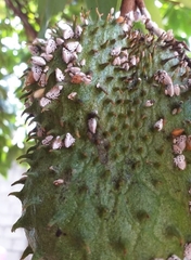 Membracis mexicana