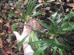 Dianella bambusifolia