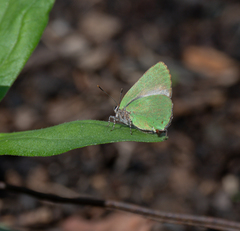 Cyanophrys herodotus
