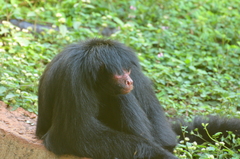 Ateles paniscus