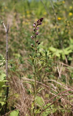 Lysimachia dubia
