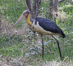 Leptoptilos javanicus