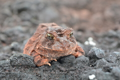 Proceratophrys concavitympanum