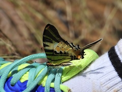 Graphium antiphates itamputi