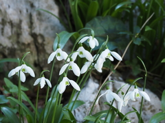 Galanthus ikariae