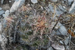 Thelocactus bicolor bicolor
