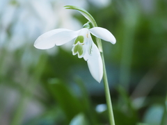 Galanthus ikariae