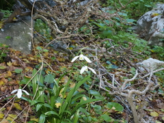 Galanthus ikariae