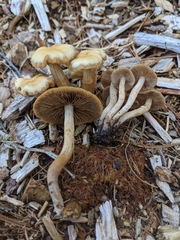 Kuehneromyces marginellus